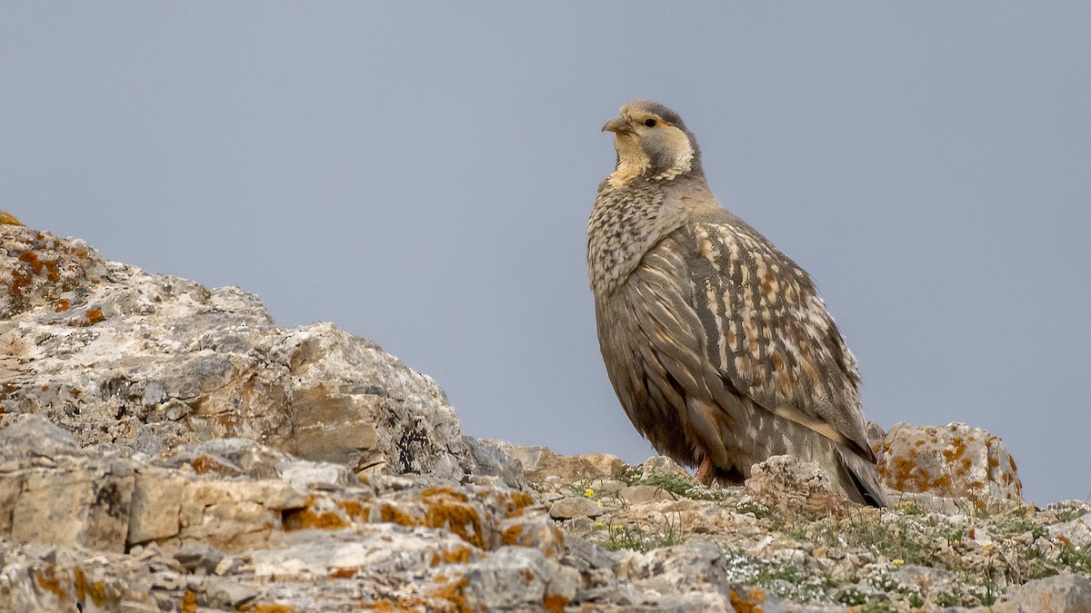 Caspian Snowcock - ML462914291