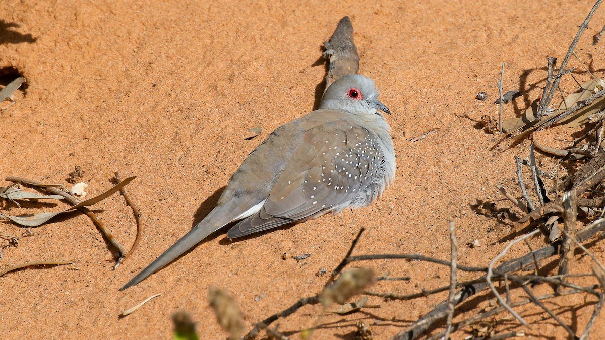 Diamond Dove - David Newell