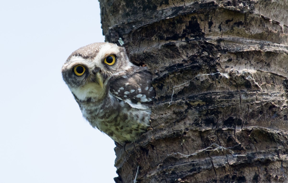 Spotted Owlet - sreekanth c