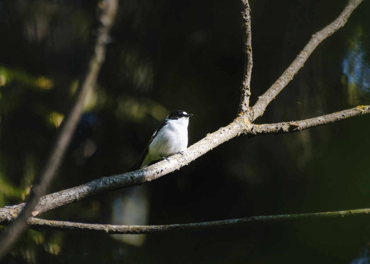 Collared Flycatcher - ML462915341