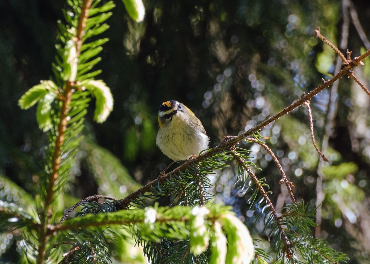 Common Firecrest - ML462915351