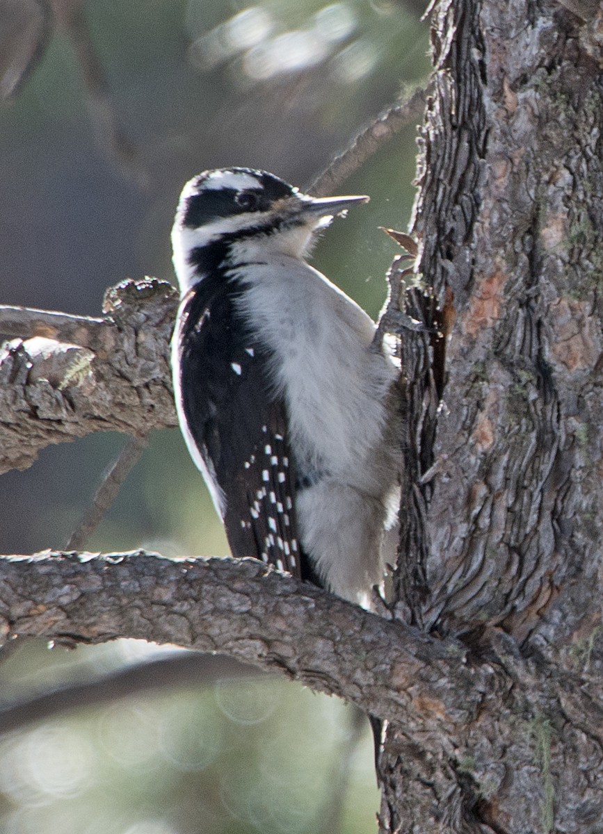Hairy Woodpecker - ML46291561