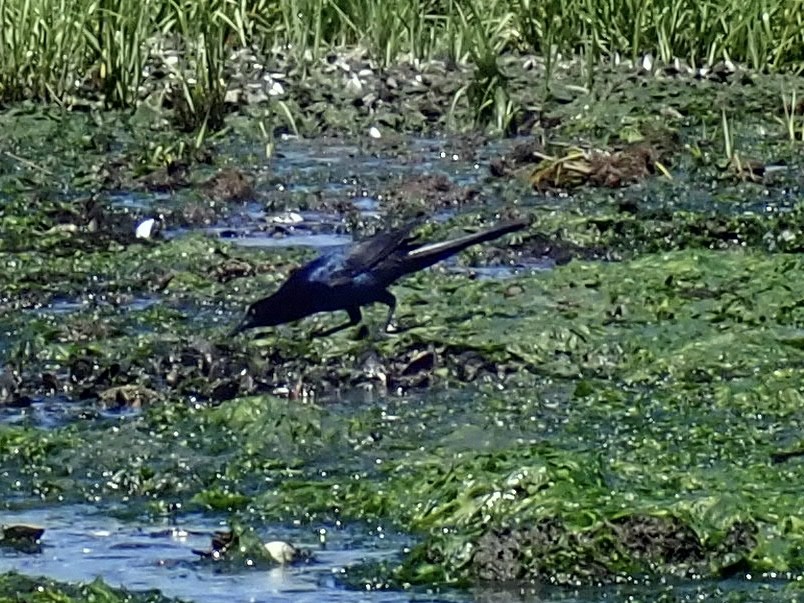 Boat-tailed Grackle - ML462915691