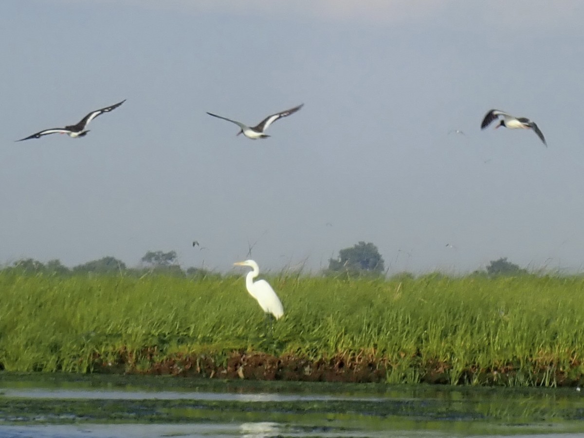 Great Egret - ML462916531