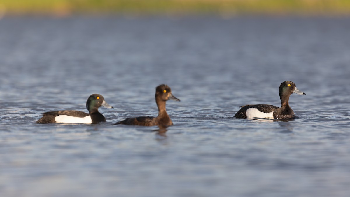 Tufted Duck - ML462916611