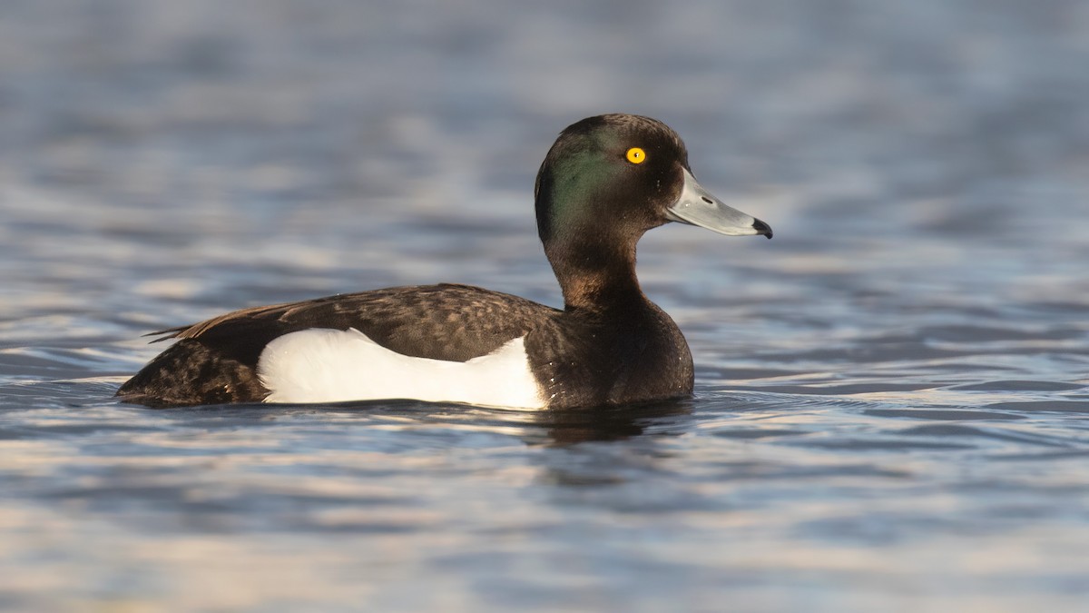 Tufted Duck - ML462916631