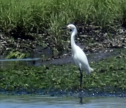 Snowy Egret - ML462916661