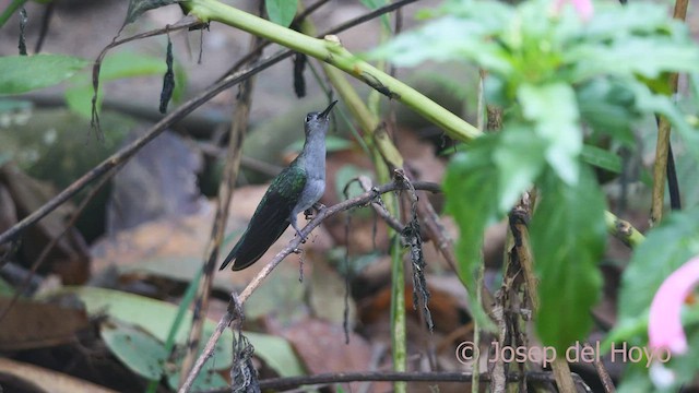 gråbrystsabelvinge (obscurus) - ML462917181