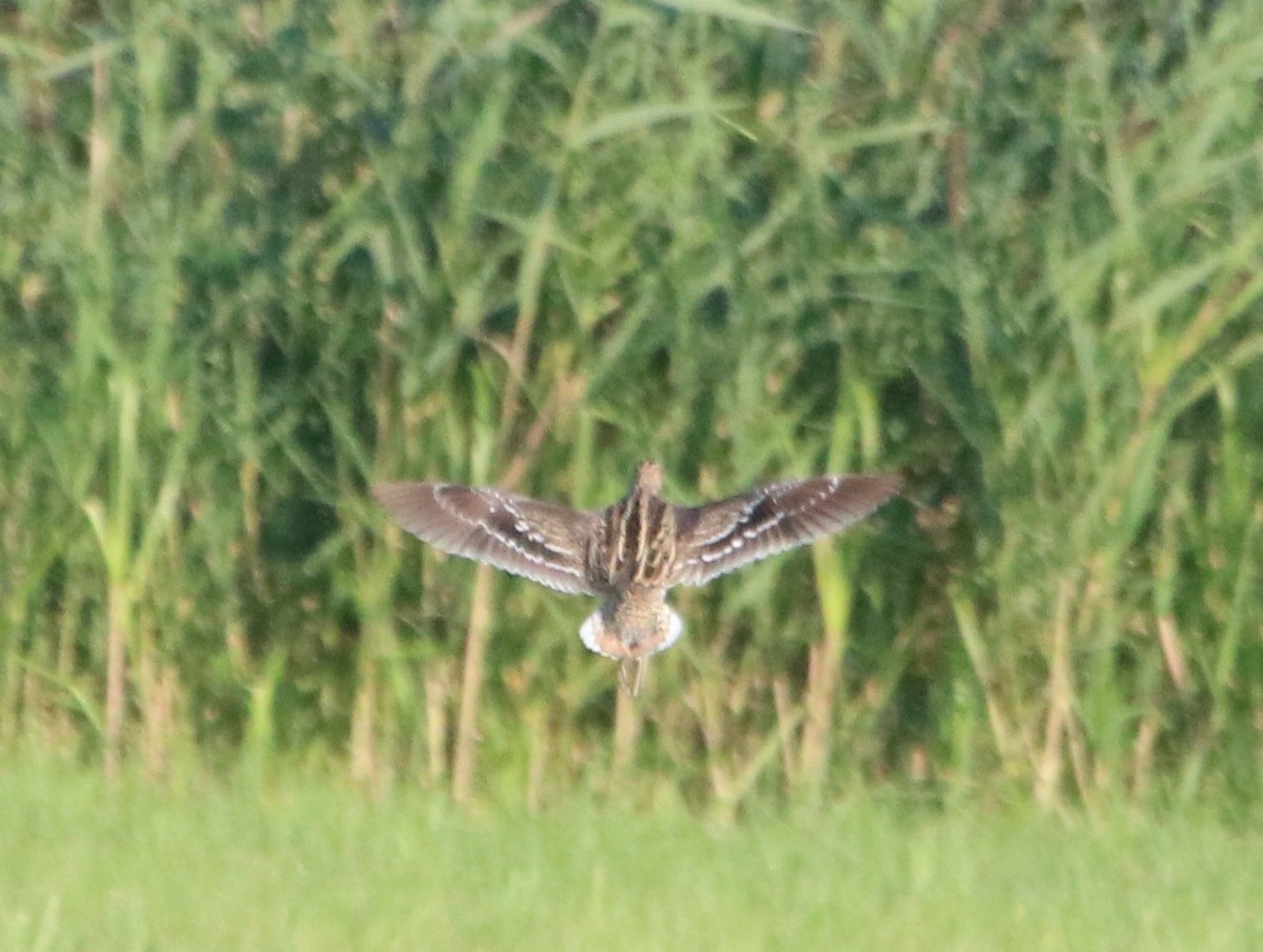 Great Snipe - ML462918681