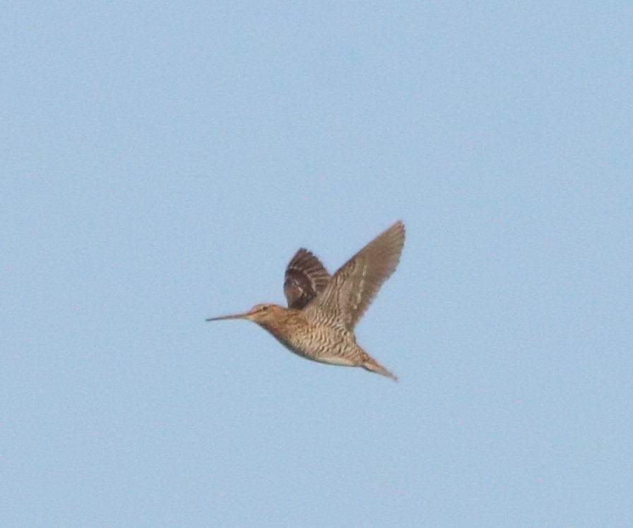 Great Snipe - ML462918701