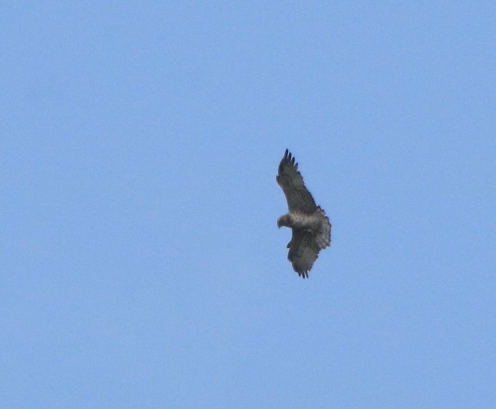 Short-toed Snake-Eagle - ML462918741