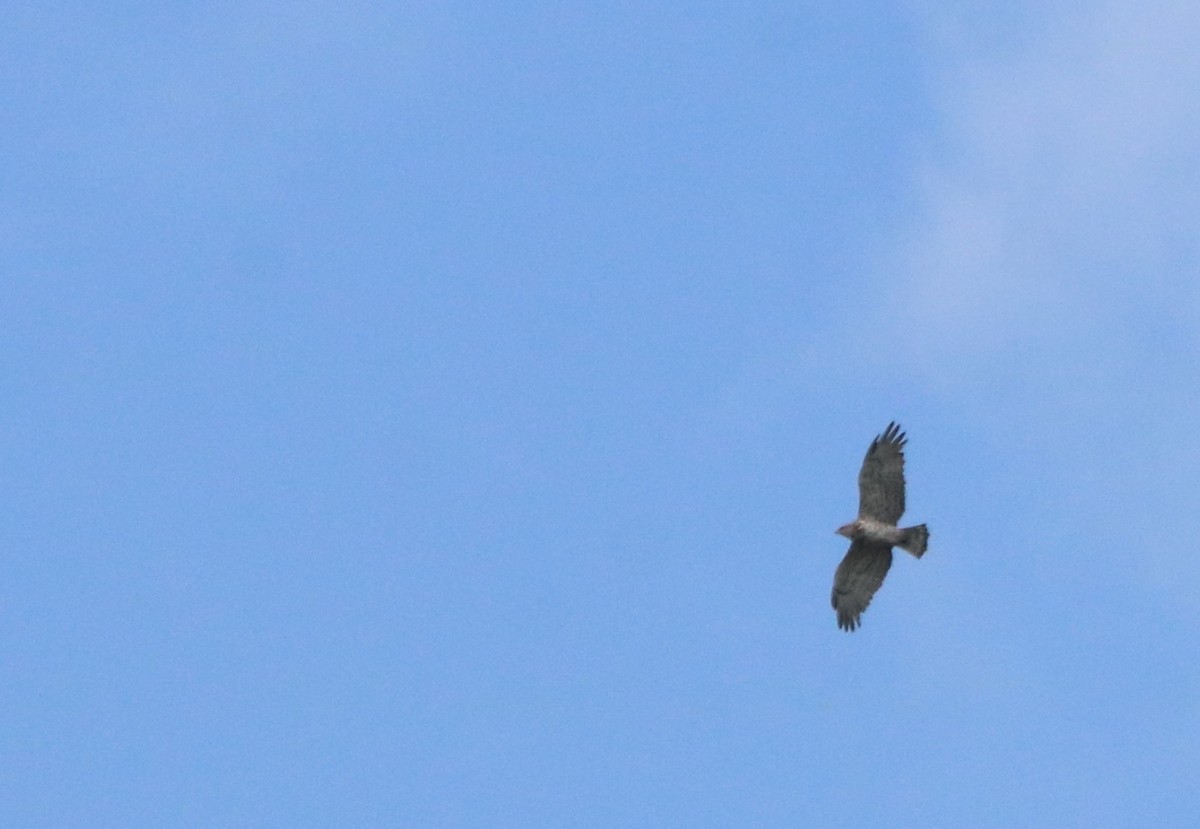 Short-toed Snake-Eagle - ML462918751