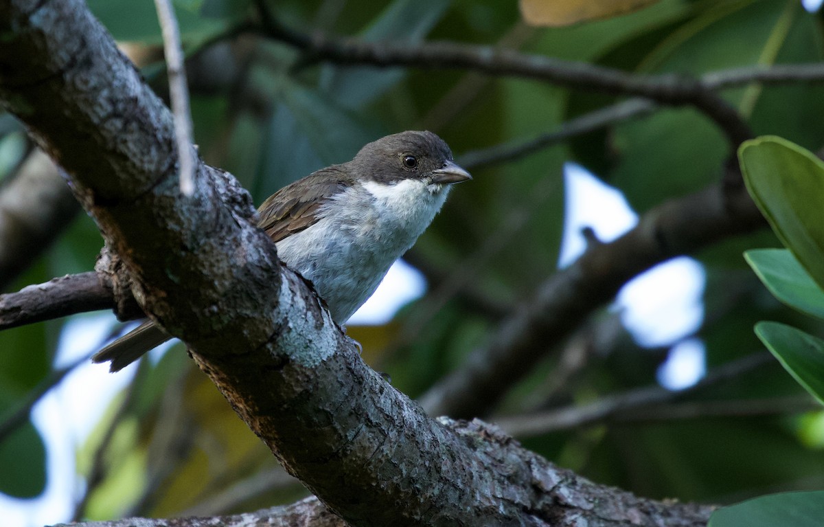 Puerto Rican Tanager - ML462918791