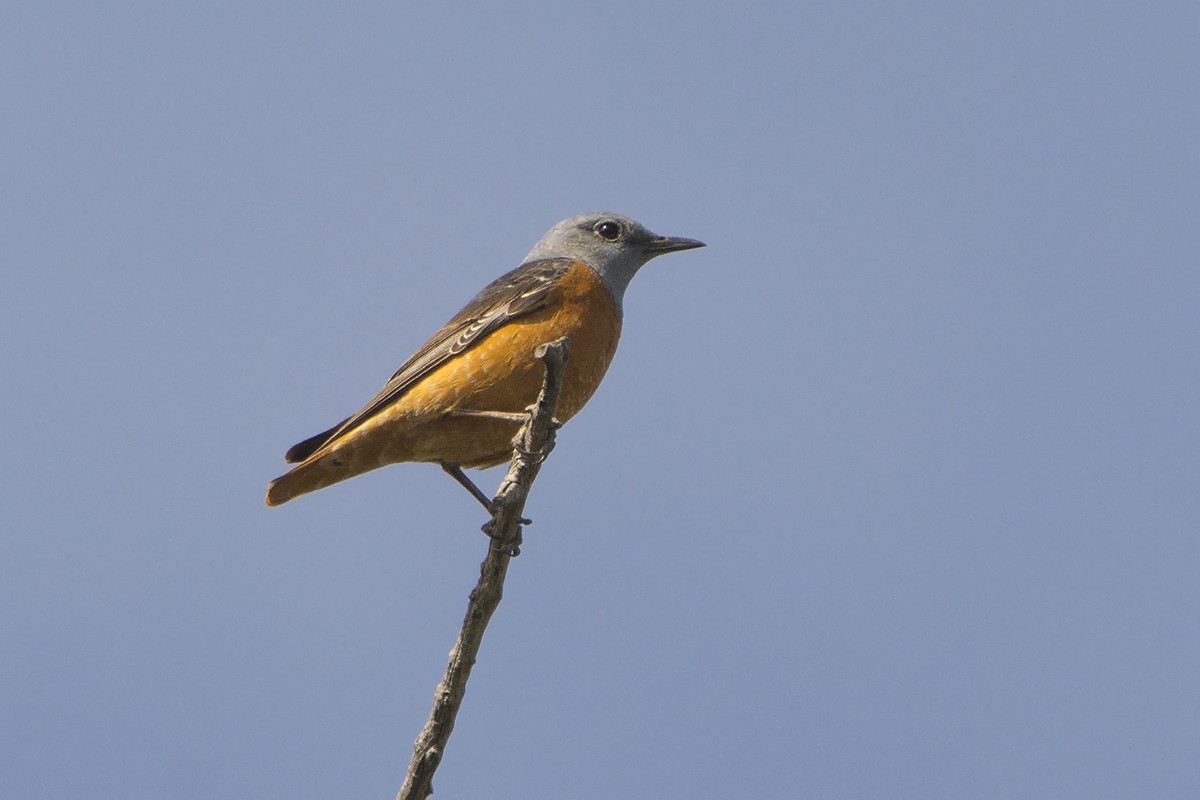 Rufous-tailed Rock-Thrush - Miguel Rouco