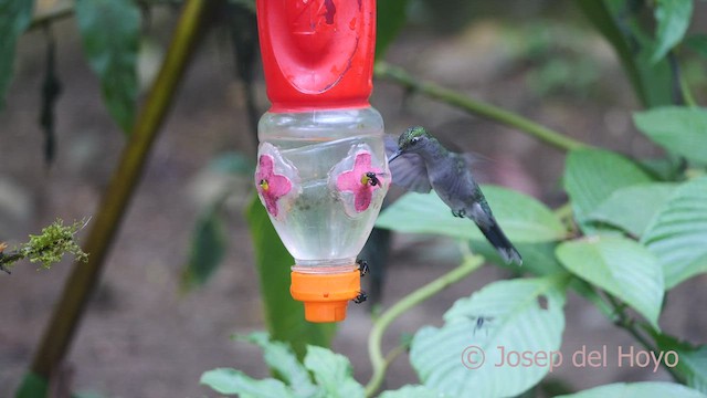 Colibrí Pechigrís (obscurus) - ML462919261