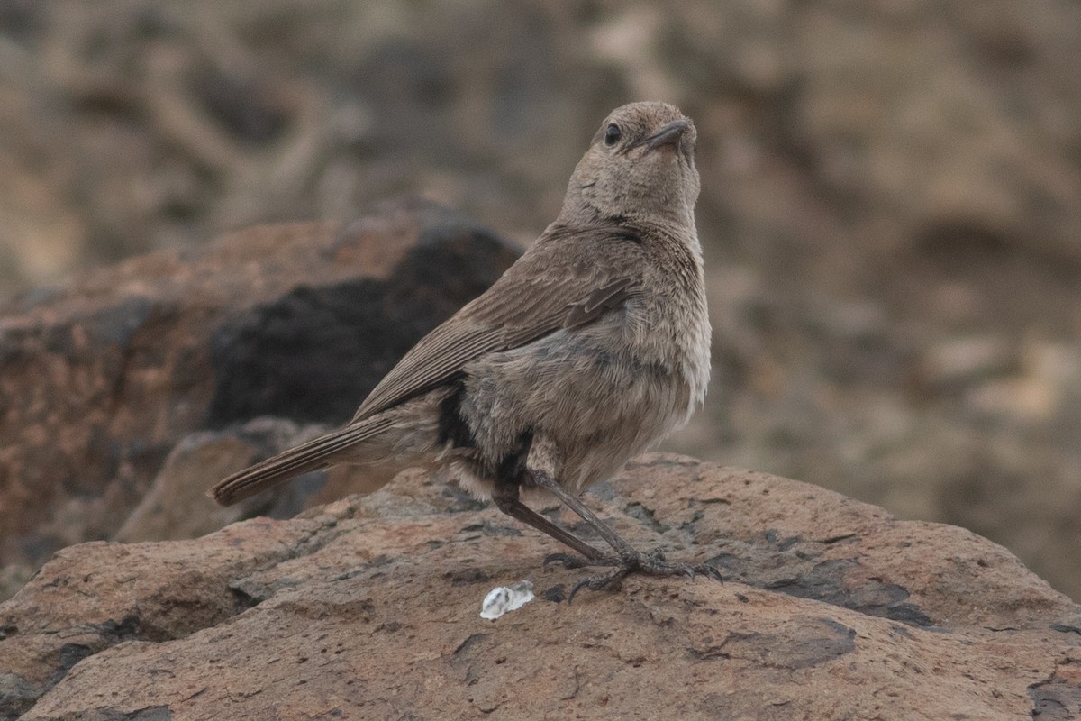 Brown-tailed Chat - ML462920541