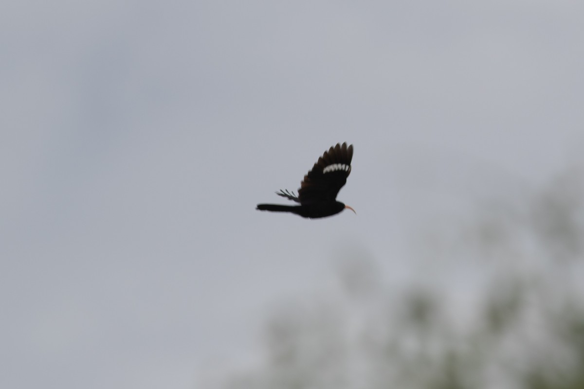 Abyssinian Scimitarbill - Oscar Nordahl