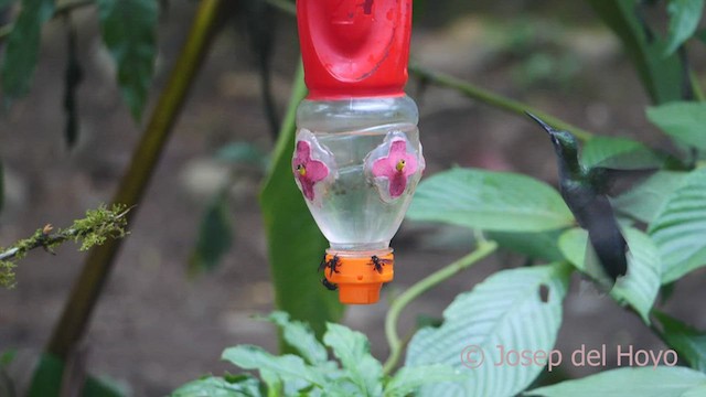 Colibrí Pechigrís (obscurus) - ML462922191