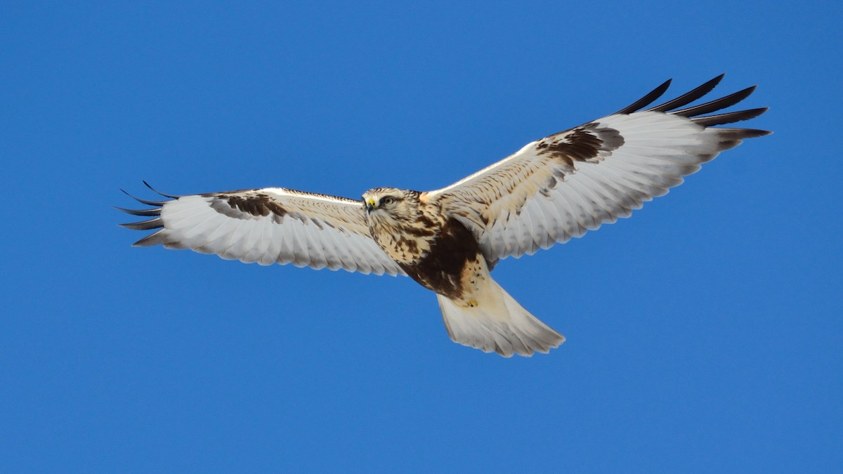 Rough-legged Hawk - Rodney Crice