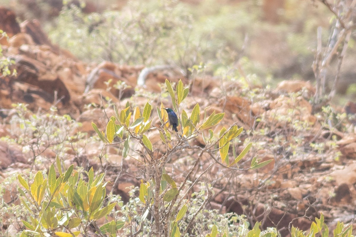 Variable Sunbird (White-bellied) - ML462922511