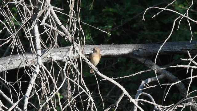 Chestnut-breasted Munia - ML462923351