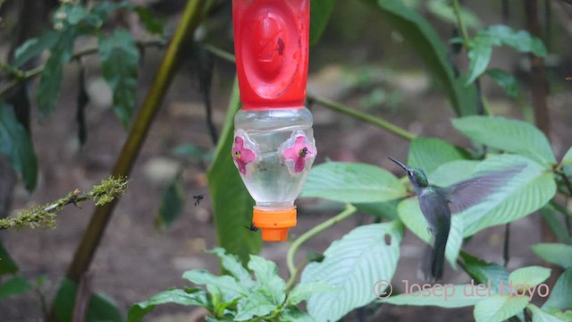 kolibřík šedoprsý (ssp. obscurus) - ML462923561