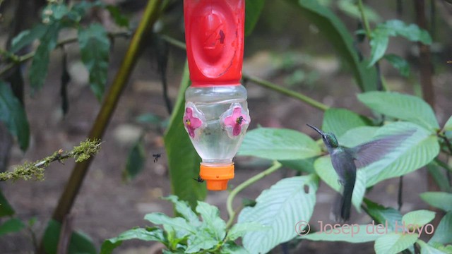 Colibrí Pechigrís (obscurus) - ML462923561