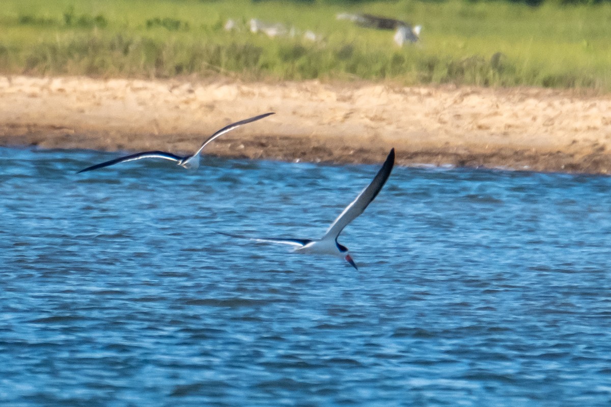 Black Skimmer - Scott Dresser