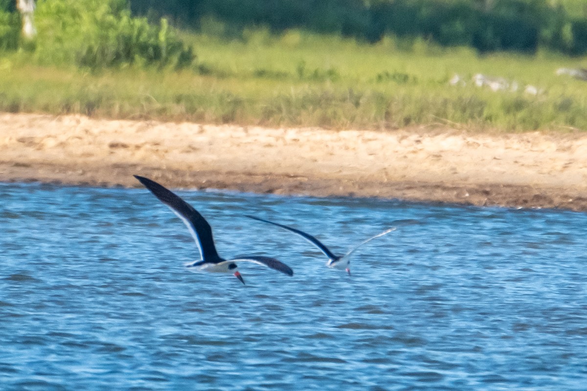 Black Skimmer - ML462926141