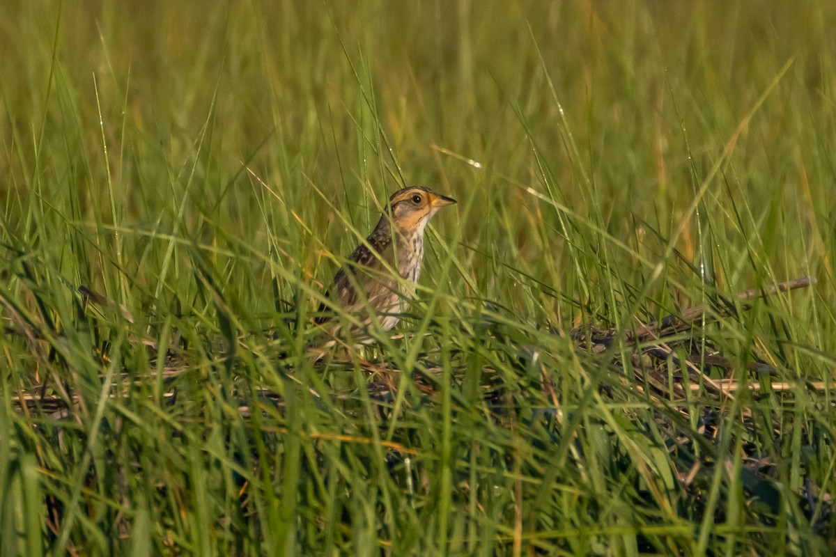 Saltmarsh Sparrow - ML462926171