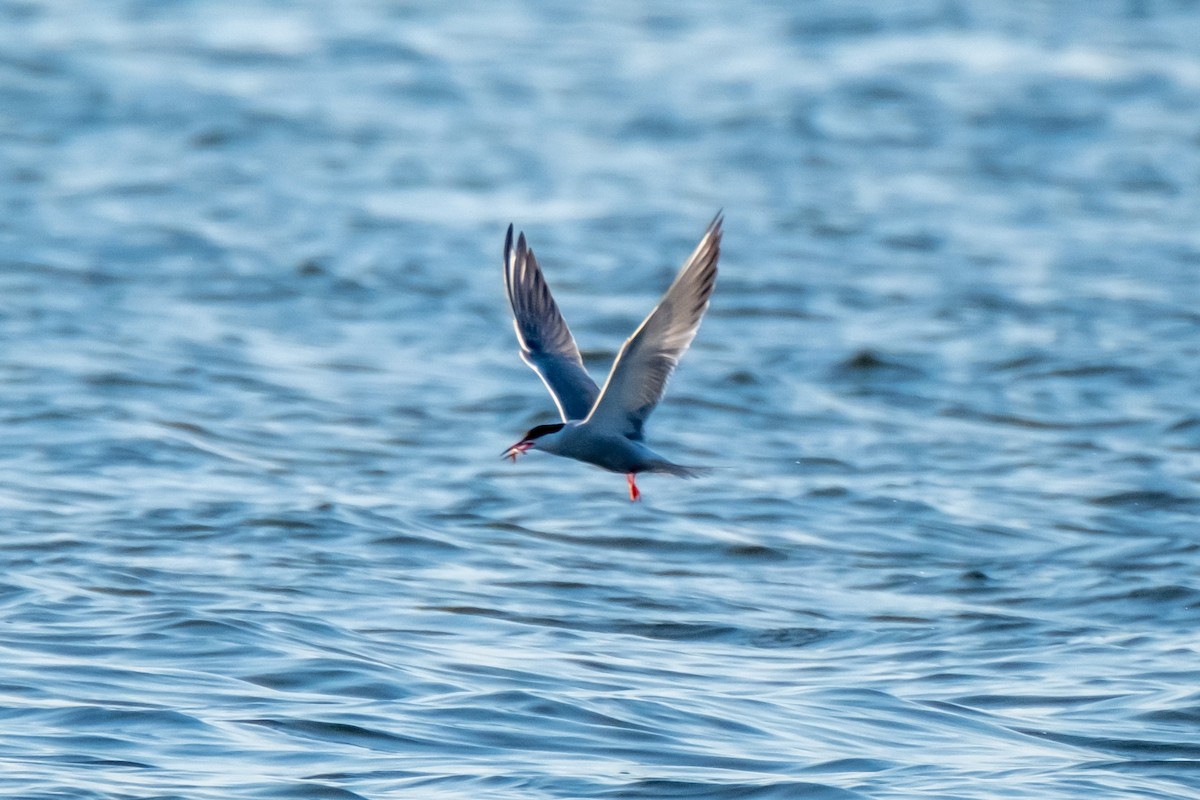 Common Tern (hirundo/tibetana) - ML462926221