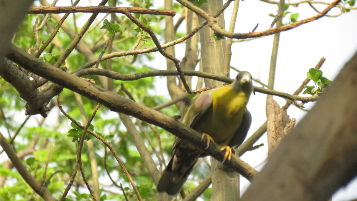 Yellow-footed Green-Pigeon - ML462927391