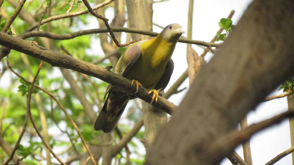 Yellow-footed Green-Pigeon - ML462927401