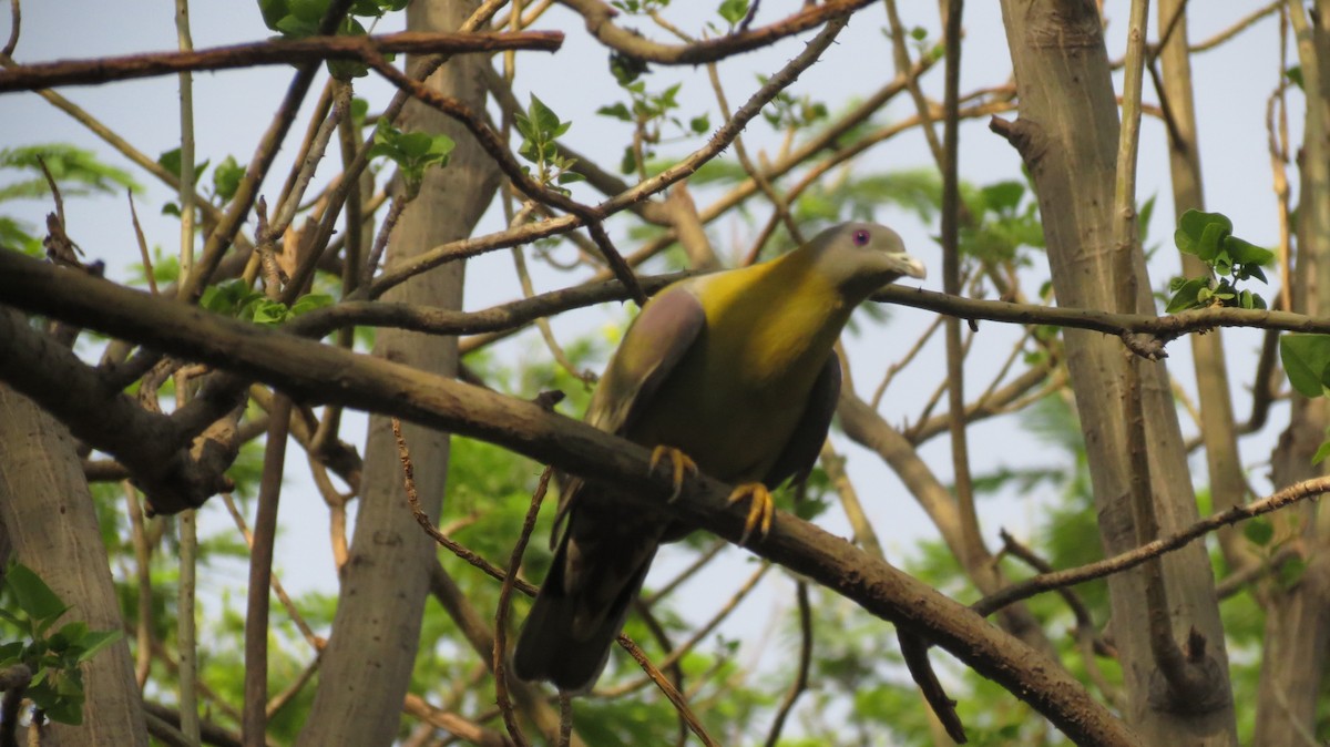 Yellow-footed Green-Pigeon - ML462927411