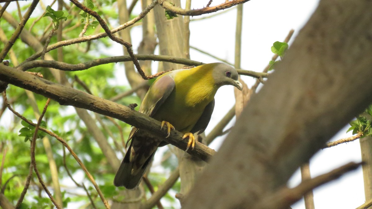 Yellow-footed Green-Pigeon - ML462927431