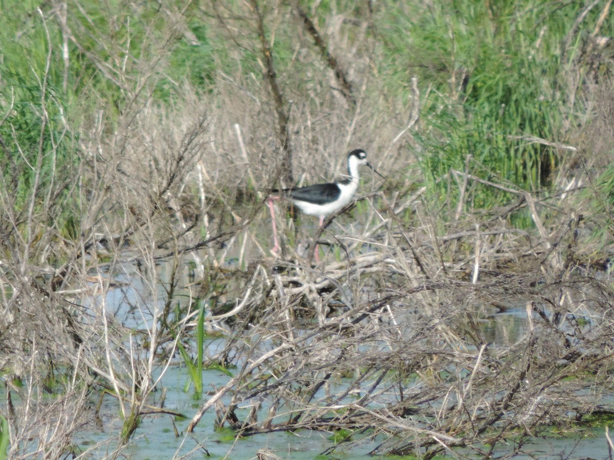 Schwarznacken-Stelzenläufer - ML462928631