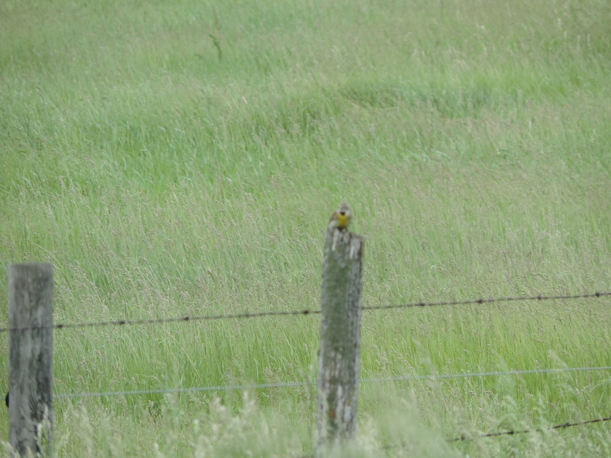 Dickcissel - John Weier