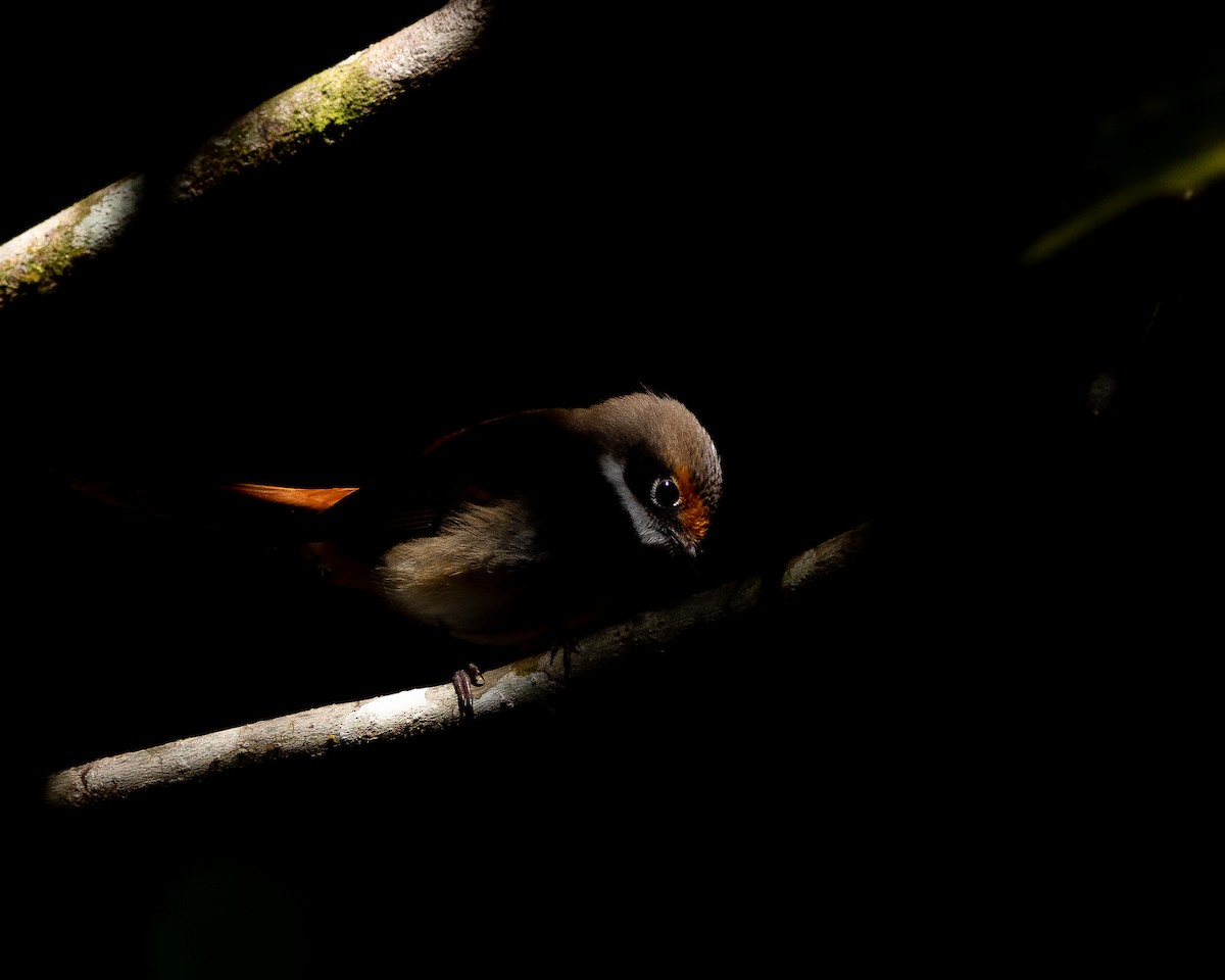 Australian Rufous Fantail - ML462929971