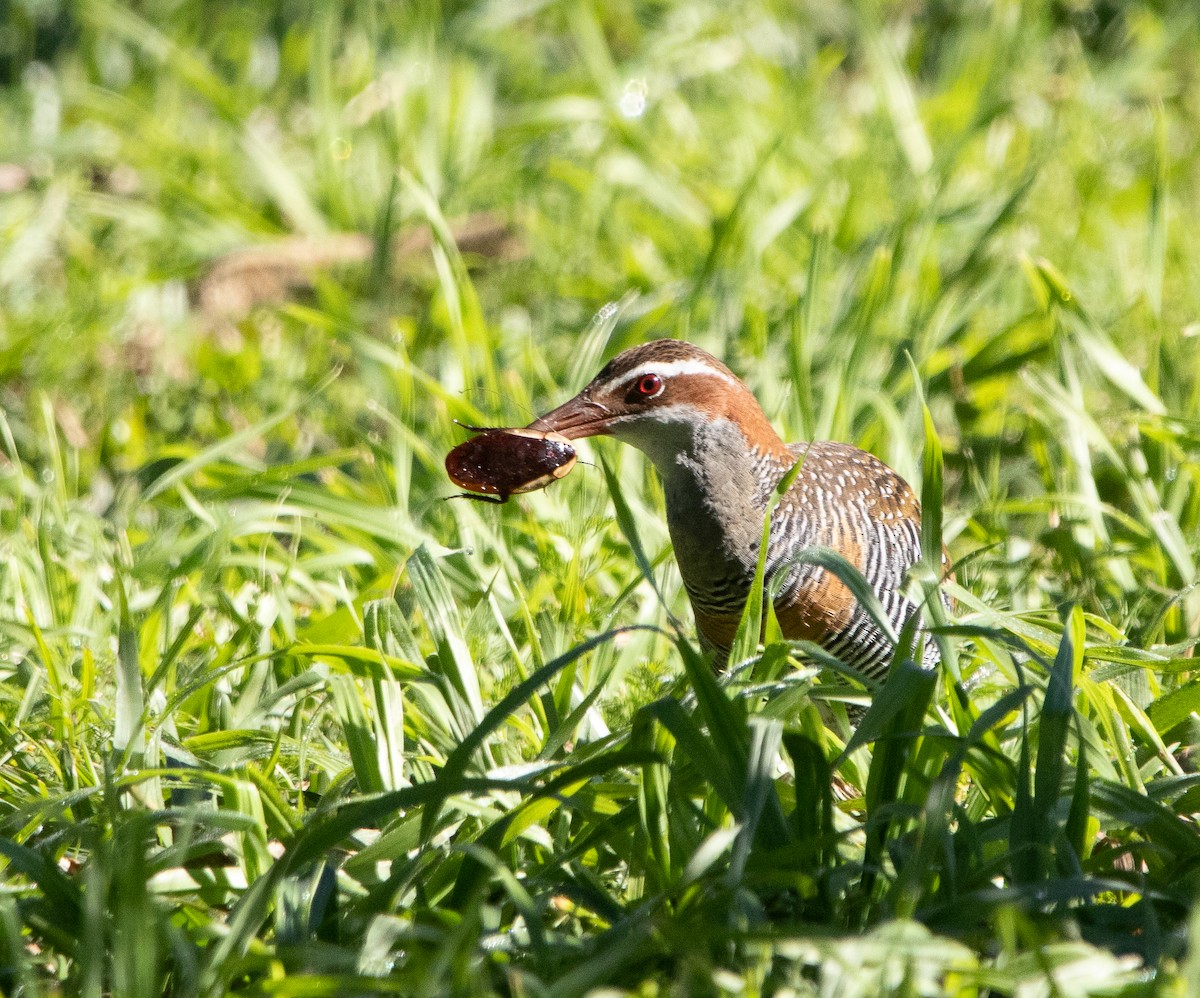 Buff-banded Rail - Hoeckman's Wildlife