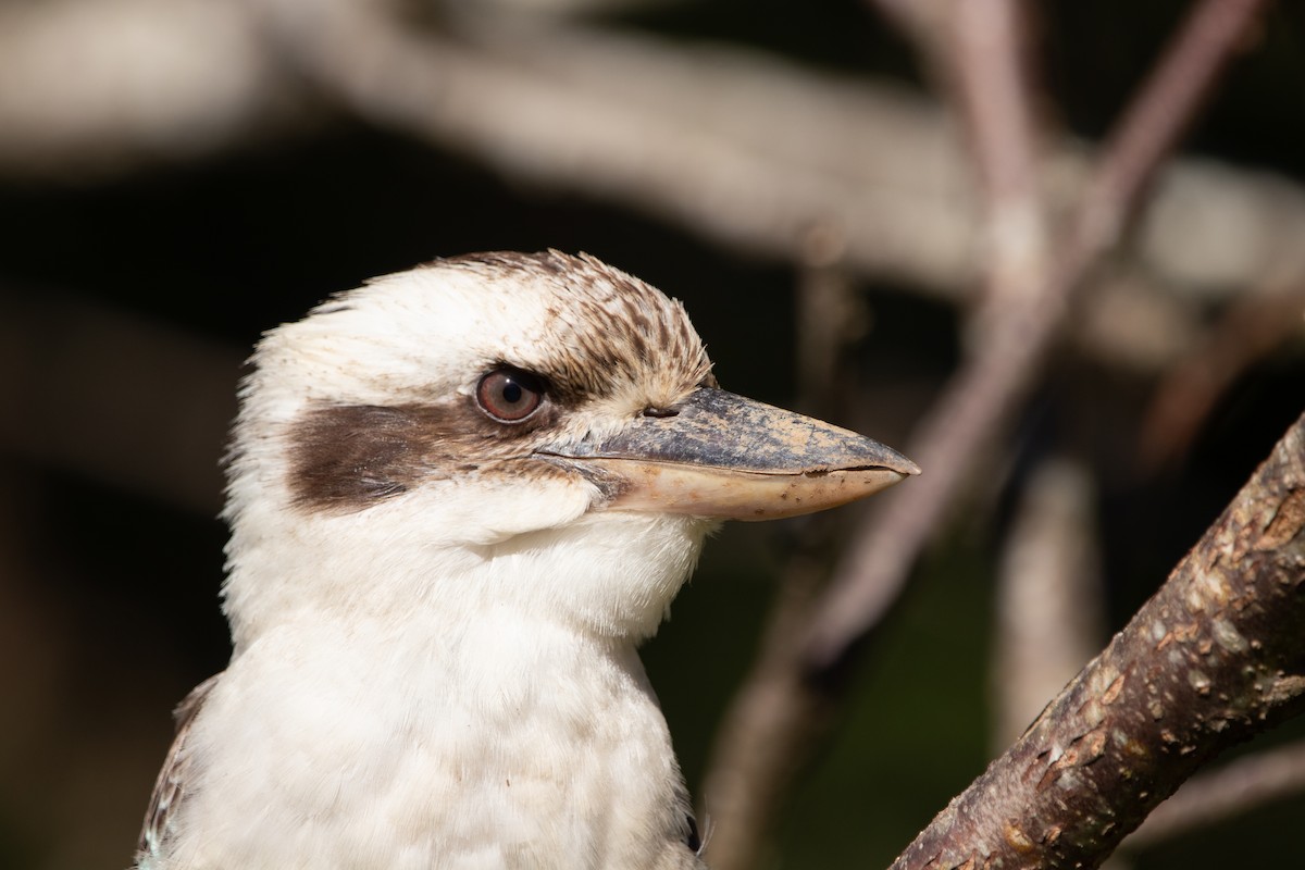 Laughing Kookaburra - Hoeckman's Wildlife