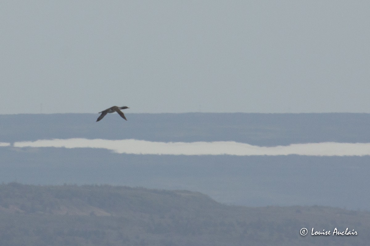 Red-throated Loon - ML462931431