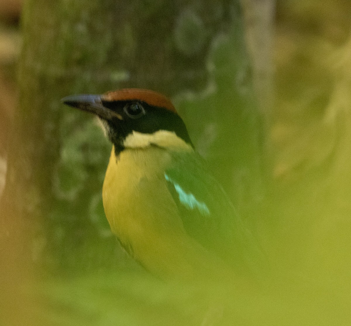 Noisy Pitta - ML462931461