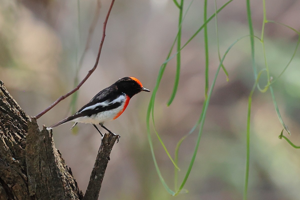 Red-capped Robin - ML462931531