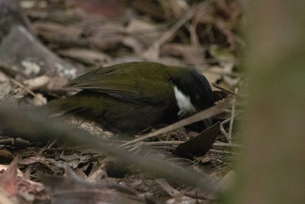 Eastern Whipbird - Hoeckman's Wildlife