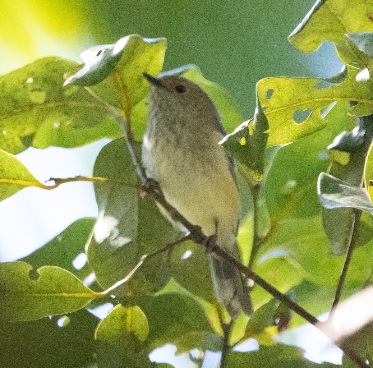 Brown Thornbill - Hoeckman's Wildlife