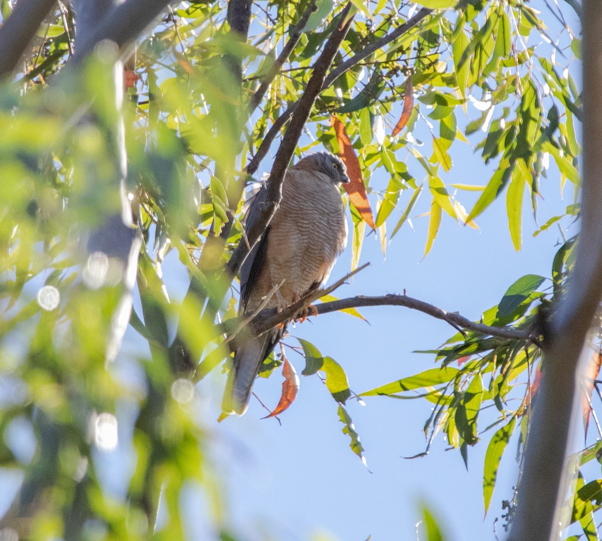 Collared Sparrowhawk - Hoeckman's Wildlife
