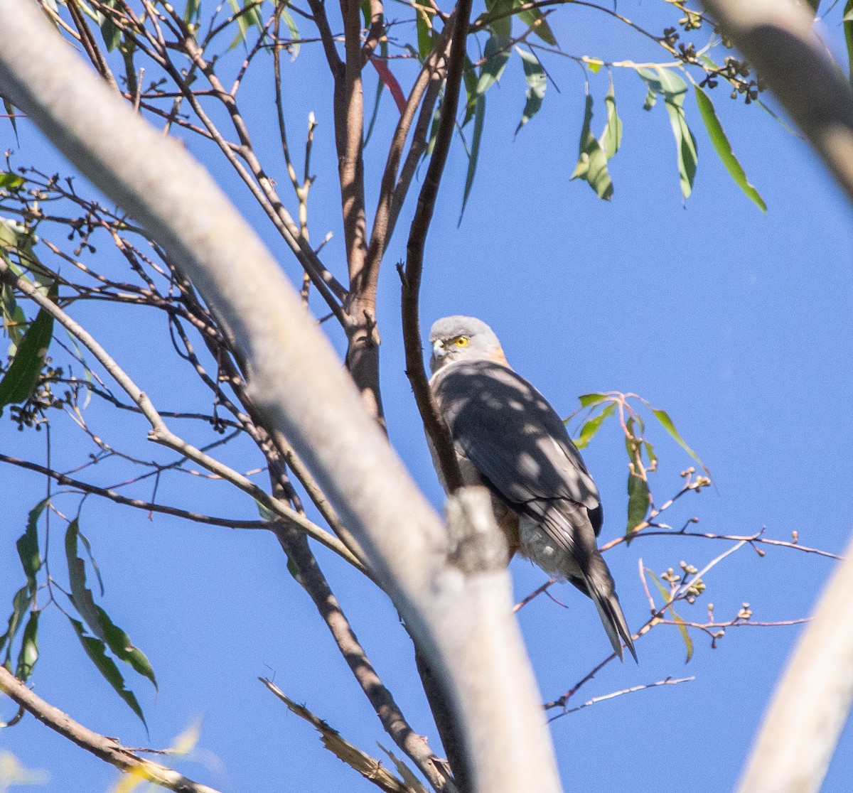 Collared Sparrowhawk - Hoeckman's Wildlife