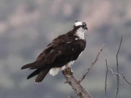 Balbuzard pêcheur - ML46293481