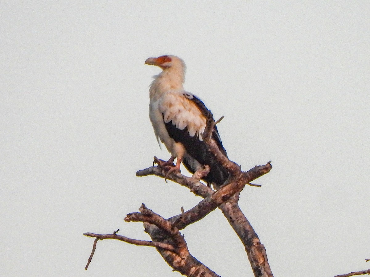 Palm-nut Vulture - ML462934821