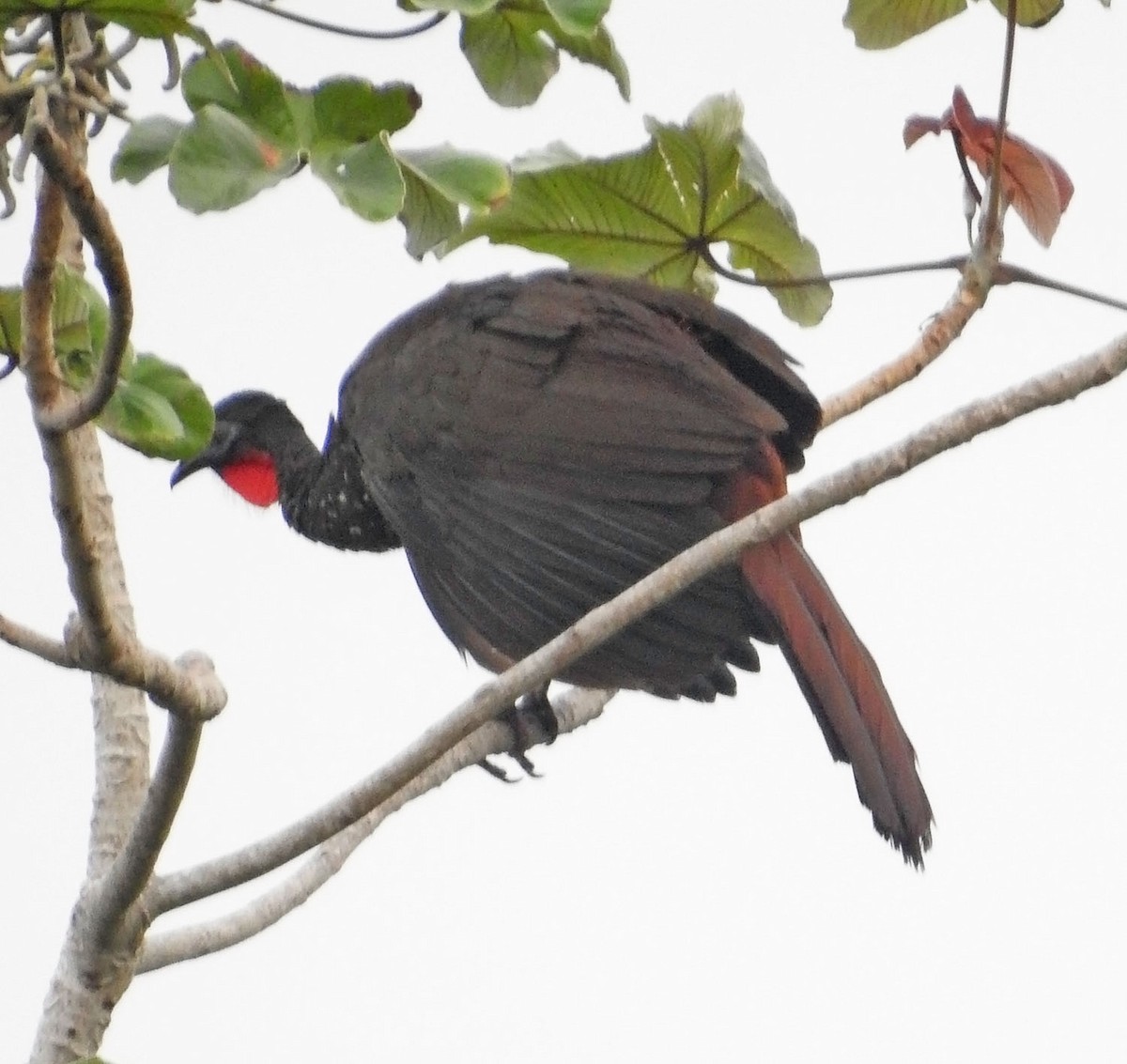 Crested Guan - ML462936071